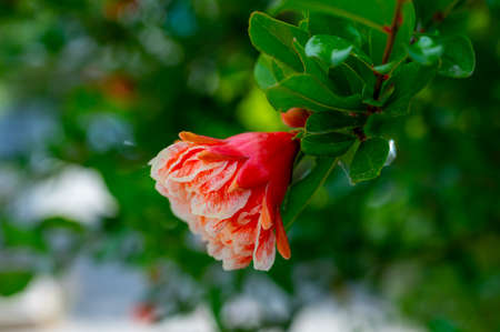Summer pink blossom of pomegranate fruit tree in orchard close upの写真素材