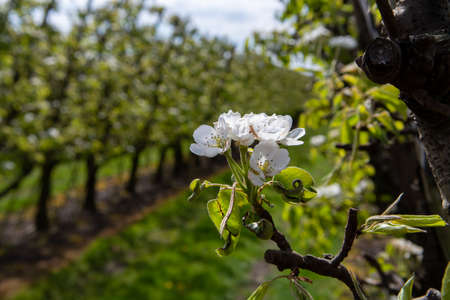 Organic farming in the Netherlands, rows of blossoming pear trees on fruit orchards in Zeeland.