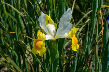 Blossom of colorful water iris flowers in garden close up