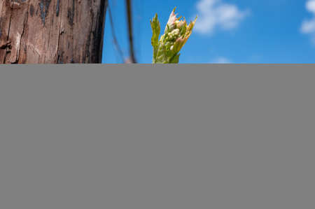 Dutch winery in North Brabant in sunny day, young shoots of grape leaves on green vineyards in...