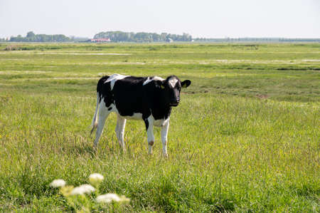 Agriculture in Netherlands, black and white cow grazing green grass on polders of Zeelandの写真素材