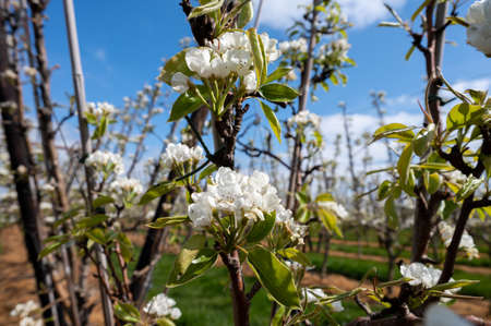 Organic farming in the Netherlands, rows of blossoming pear trees on fruit orchards in Zeeland.