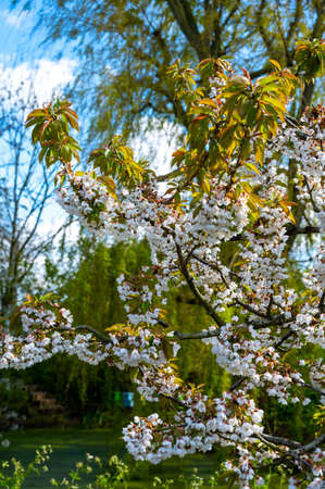 Spring white blossom of sweet cherry trees on fruit orchards in Zeeland, Netherlandsの写真素材