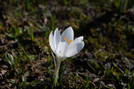Spring in the city, blossom of white crocusses flowers in sunny day