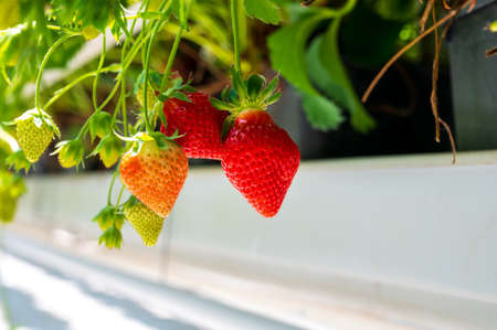 Dutch glass greenhouse, cultivation of strawberries, rows with growing strawberries plantsの写真素材