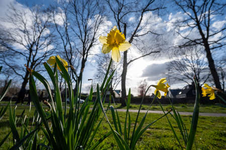 Spring blossom of big yellow daffodils narcissus decorative plants in city parksの写真素材