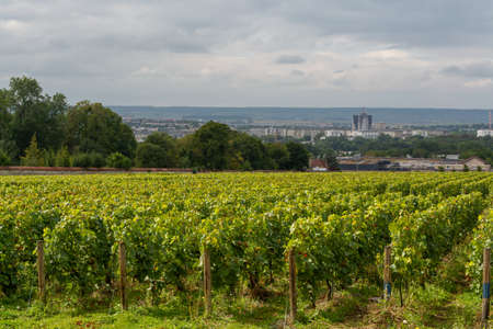 View on green vineyards of famous champagne houses in Reims, Champagne, France