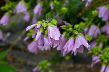 Waterdrops on wild lilac bell flowers in mountains forest after rain