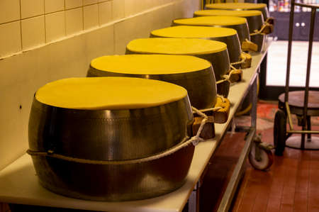 Traditional process of making wheels of parmigiano-reggiano parmesan cheese on small cheese farm in...