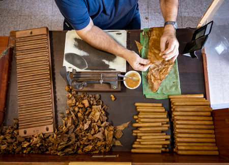 Hand made production of high quality cigars from dried tobacco leaves, Garachico, Tenerife, Canary islands, Spainの写真素材