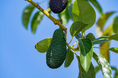 Green ripe organic avocados fruits hanging on avocado trees plantationの写真素材