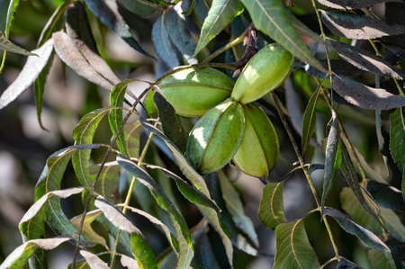 Green pecan nuts ripening on plantations of pecan trees on Cyprus near Paphos
