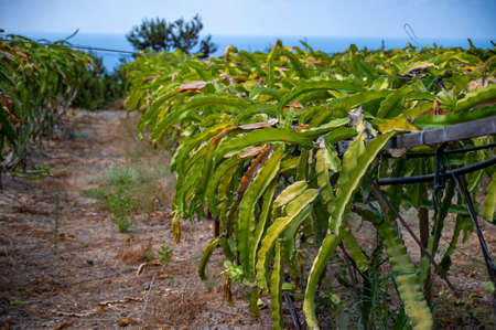 Plantations of pitahaya pink dragon fruits growing on succulent cacti plants on Cyprusの写真素材