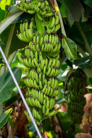 Banana trees plantations with clusters of green bananas tropical fruits near Paphos, Cyprus.の写真素材
