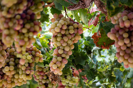 Bunches of white-pink sweet seedless table grapes ripening on vineyars of Cyprus, nature backgroundの写真素材