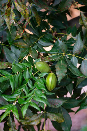 Green pecan nuts ripening on plantations of pecan trees on Cyprus near Paphosの写真素材