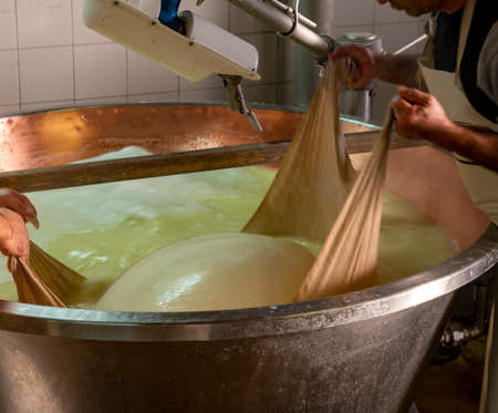 Traditional process of making from cow milk wheels of parmigiano-reggiano parmesan cheese on small cheese farm in Parma, Reggio-Emilia, Italyの写真素材