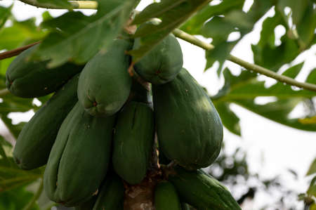 Tropical green papaya fruits hanging on treeの写真素材