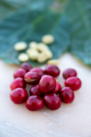 Red ripe arabica coffee berries, green coffee beans and leaves close up