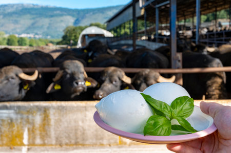 White balls of Italian soft cheese Mozzarella di Bufala Campana and Mediterrane Italiana buffalo raised on Italian cheese farm for production of buffalo milk on backgroud, cheese making in Italyの写真素材