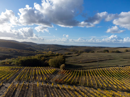 Aerial view on hills of Val d'Orcia, colorful autumn on vineyards near wine making town Montalcino, Tuscany, rows of grape plants after harvest, Italyの写真素材