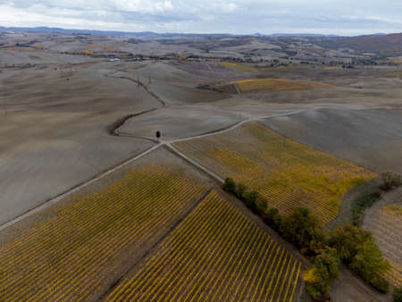Flying drone above colorful autumn sangiovese grape vineyards near wine making town Montalcino, Tuscany, rows of grape plants after harvest, Italyの写真素材