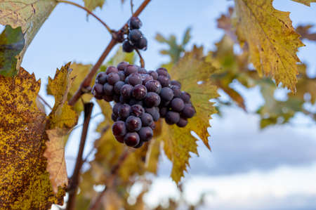 Colorful autumn on vineyards near wine making town Montalcino, Tuscany, ripe blue sangiovese grapes...