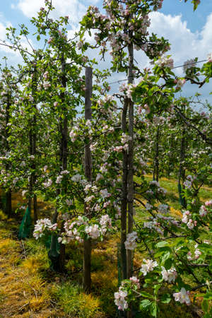Spring pink blossom of apple trees on fruit orchards in Zeeland, the Netherlandsの写真素材