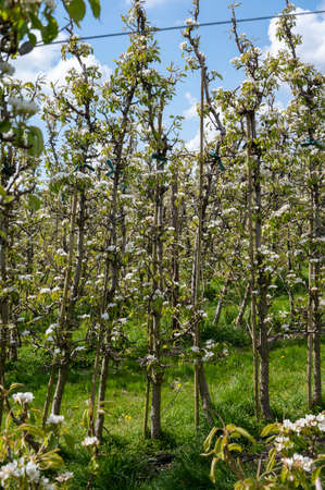 Spring white blossom of pear trees on fruit orchards in Zeeland, Netherlandsの写真素材