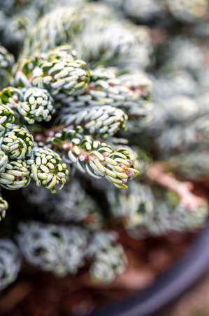 Botanical collection, young coniferous tree Abies koreana close up