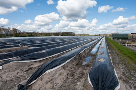 Agriculture in Netherlands, white asparagus fields covered with plastic film in spring, landscape photoの写真素材