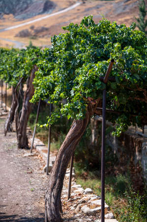 Plantation of white-pink sweet seedless table grapes on Cyprus, nature backgroundの写真素材