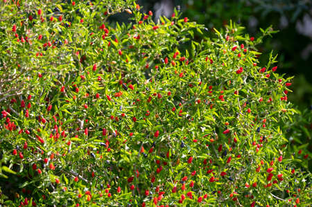 Small ripe red hot chili peppers growing on plant ready to harvestの写真素材