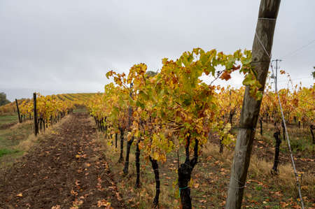 Rainy autumn day on vineyards near Orvieto, Umbria, rows of grape plants after harvest, Italyの写真素材