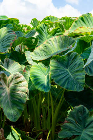 Plantationf of Colocasia esculenta tropical plant grown primarily for its edible corms, root vegetable taro on Cyprusの写真素材
