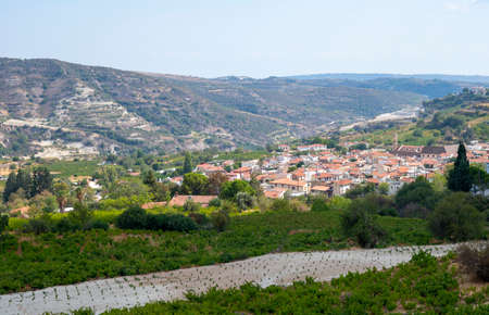 Wine making industry on Cyprus island, view on Cypriot vineyards with growing grape plants on south...