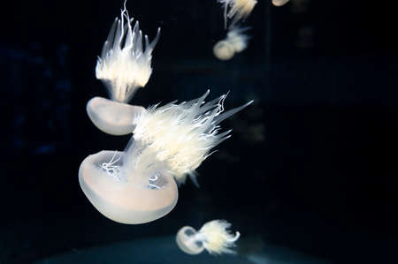 Rhizostoma pulmo or barrel, dustbin member jellyfish on dark background