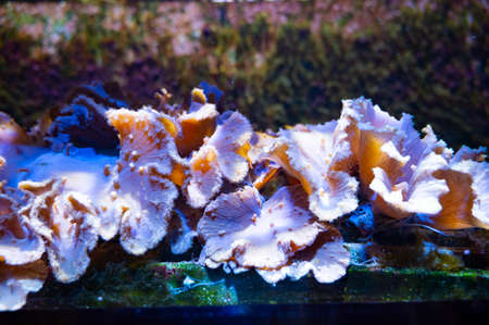Cultivation of different corals on underwater coral farm, growing coralsの写真素材
