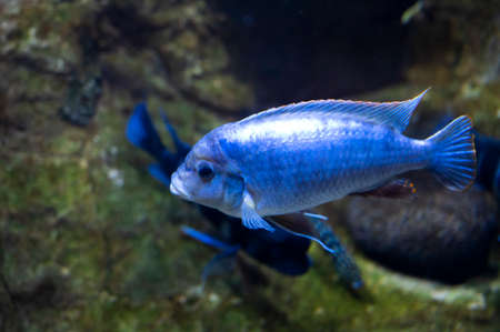 Sea aquarium with salt water and differenet colorful coral reef fish close upの写真素材