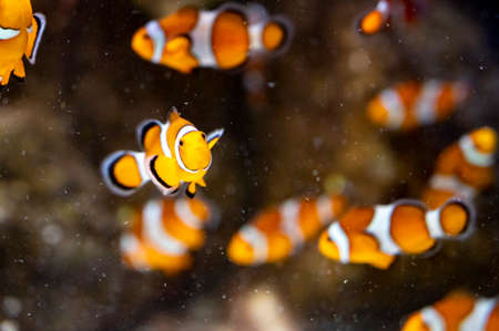 Sea aquarium with salt water and differenet colorful coral reef fish , Amphiprioninae Clownfish close upの写真素材