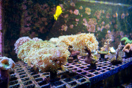 Cultivation of different corals on underwater coral farm, growing corals