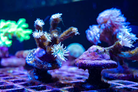 Cultivation of different corals on underwater coral farm, growing corals