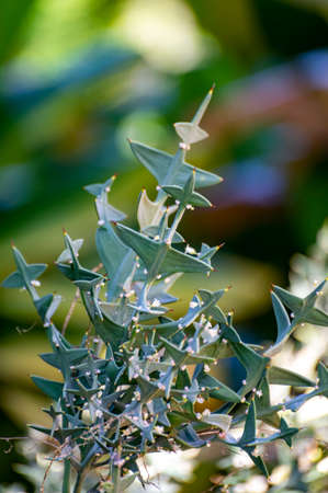 Prickly leaves of evergreen Colletia paradoxa plant in gardenの写真素材