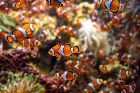 Sea aquarium with salt water and differenet colorful coral reef fish , Amphiprioninae Clownfish close upの写真素材