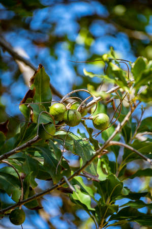 Hard green Australian macadamia nuts hanging on branches on big tree on plantation