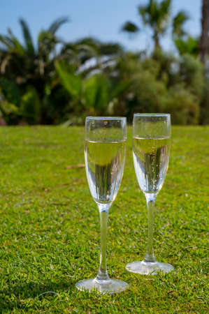 Celebration of championship with glasses of champagne bubbles wine on green lawn of golf club on Tenerife, Canary islands, Spainの写真素材
