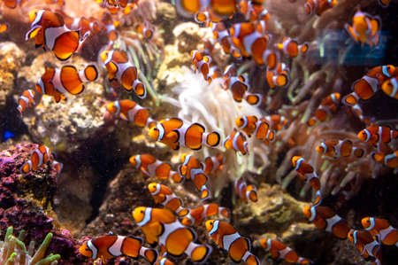 Sea aquarium with salt water and differenet colorful coral reef fish , Amphiprioninae Clownfish close upの写真素材