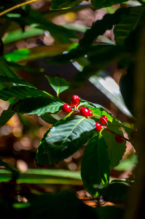Arabica coffee tree with green and red ripening coffee cherries berries on plantation, coffee beans productionの写真素材