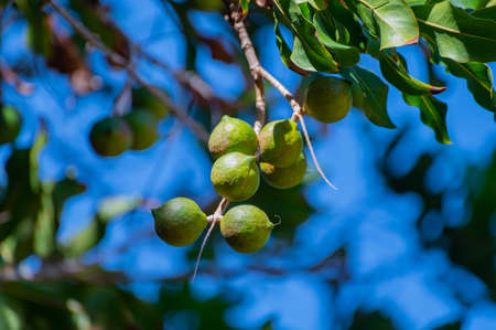 Hard green Australian macadamia nuts hanging on branches on big tree on plantationの写真素材
