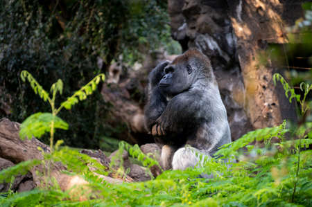 Gorilla herbivorous, great black ape inhabit tropical forests of equatorial Africa in zoo